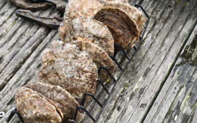 Green Ocean Coffee reintroduces Oysters into Dublin Bay