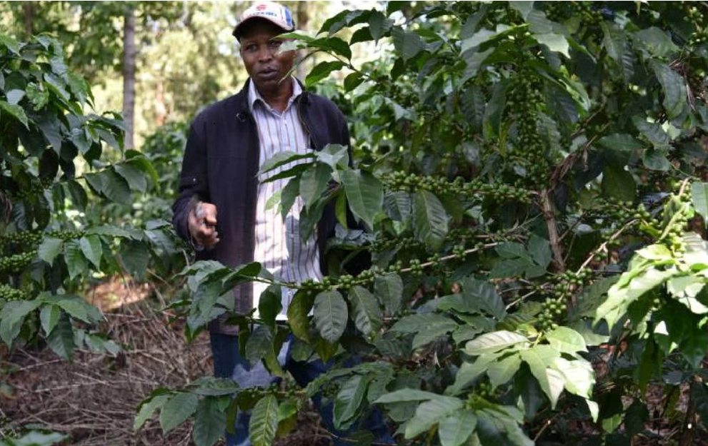 Why Sustainability Matters in Sourcing Coffee – and How Watermark Coffee is Leading the Way